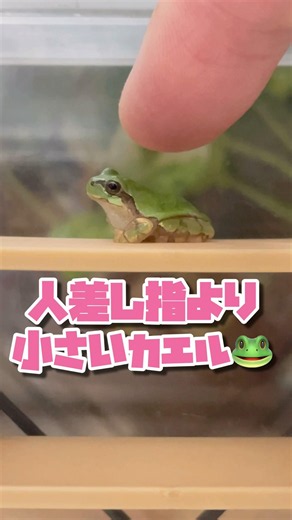 A frog smaller than a fingertip #frog #TreeFrog #cute
