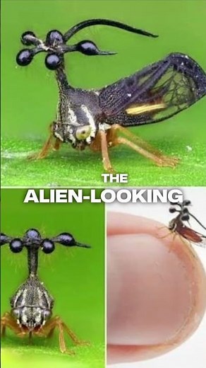 The Alien-Looking Insect That’s 100% Real