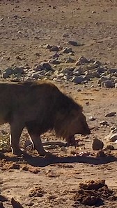 95K views · 931 reactions | African Lion Vomiting #vomit #lion #africa #animal #throwup #wildcat #sick #nature #wildlife HA67921 | HAWI Studios | Facebook