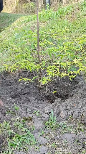 1.1K views · 126 reactions | Continue planting again #bonsaitree #antingputri #wrightiareligiosa | Karimun Java | Facebook