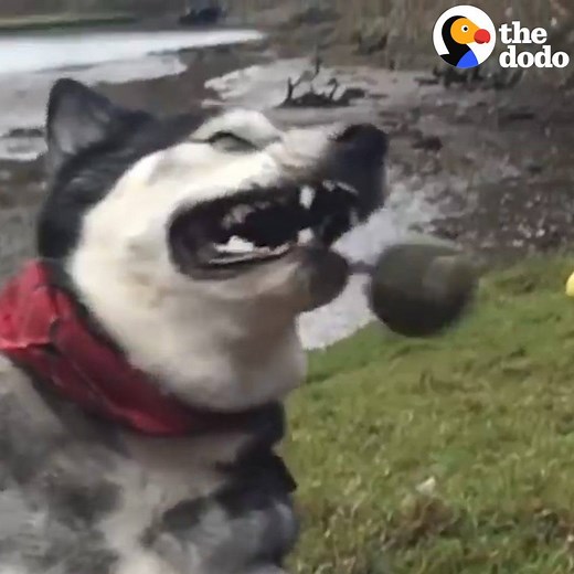 1.4M views · 57K reactions | SUCH a husky! | The Dodo | Facebook