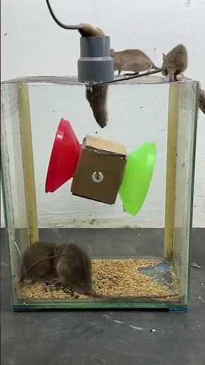 a super easy handmade mousetrap #mouse #mousetraptp #bucketmousetrap #mousetrap #animals