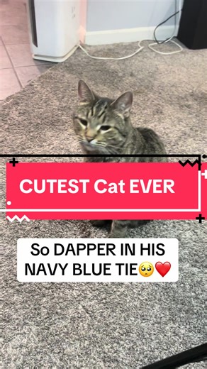 Adorable Cat Moments: Cute Cat Dad Love