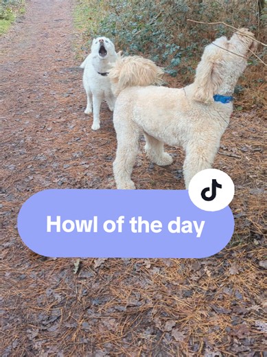 Wolf having his #howloftheday with his buddy, followed by about 40s of wolf doing his little wolf trot all around the place. #whitehusky #whitedog #cutedog #siberianhusky