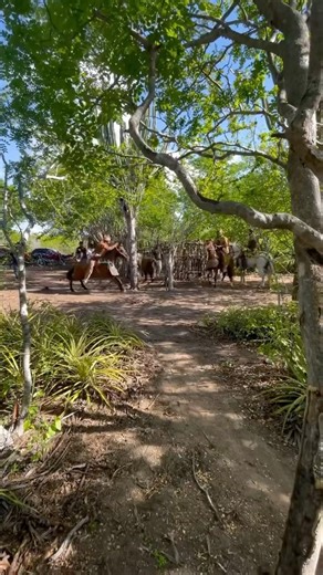 Cowboys catching cattle for betting #cattlecatching #cowboylife #cowboy