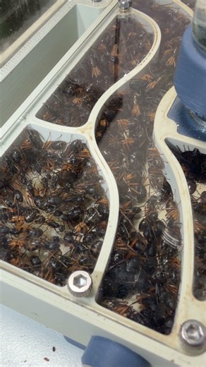 COMMENT CRÉER UNE COLONIE DE FOURMIS ? 🐜😳