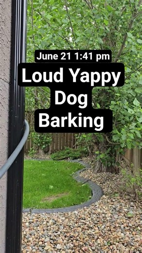 June 21 1:41 pm Dog Barking loud Yappy howling Pomeranian annoying neighbour bark nuisance