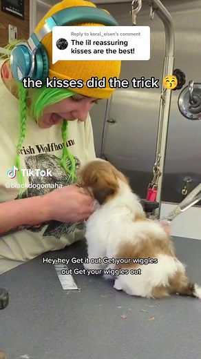 Replying to @koral_eisen Puppies are not yet used to their lil chins being held and any distraction can help! Angel was a wiggly lil baby and needed some reassurance for this strange new experience that is grooming. For puppy grooms I like to do a lot of talking and make strange noises to confuse them just long enough to get the job done! Angel came out of this experience so excited, the second she got back in the house she was still stuck to me like glue 🥰 It's so important to start grooming y