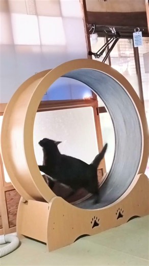 乗る所から撮れるのは滅多にない‼️😹 #保護猫 #癒し #可愛い #猫好き #黒猫 #エンジェルタッチ #サビ猫 #走る #キャットホイール