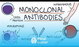 Mind Luster - Learn How do monoclonal antibodies work Rituximab infliximab adalimumab and others