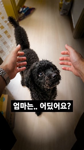주인이 감옥에 가버렸다..