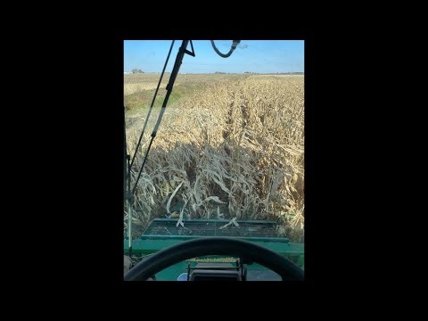 Combining corn on our 9 acre piece ￼￼