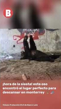 Este oso encontró el lugar más fresco para tomar una siesta 🐻😴