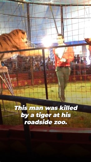 Tiger abuser Ryan Easley was fatally attacked by a tiger during a show in front of his family and onlookers. When wild animals are caged, beaten, and denied freedom, tragedy is inevitable. This cycle of suffering must end! | PETA (People for the Ethical Treatment of Animals)