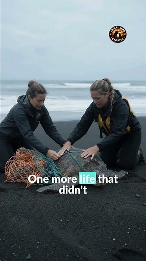 Watch this sea turtle swim free again #seaturtle #nature #hero