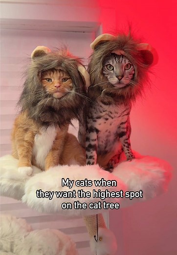 Mufasa Soundtrack: Disney’s The Lion King Music