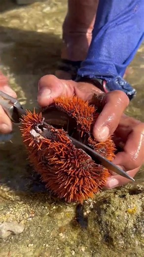 😱 What’s Inside This Sea Urchin? 🦔🌊 | Amazing Ocean Discovery #Shorts