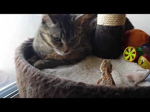 Baby Bearded Dragon Head Bobbing At Cat