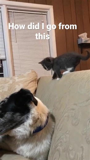 2.2K views · 21 reactions | Kitten to Cat transformation ---------------- https://amzn.to/4qvpbee | CleverCowgirl | Facebook