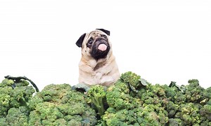 Is Broccoli Safe For Dogs? How Much Can They Eat?