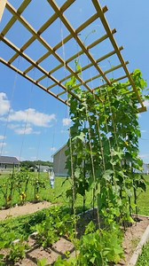 How Did I Put My Veggies Upward To The Trellis . . . . . #gardening #netting #veggarden #trellis #diy #backyards | Kabsat