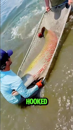 Extreme Arapaima Fishing! Massive Predator Fish Jumps and Fights Hard #fishing #predatorfish
