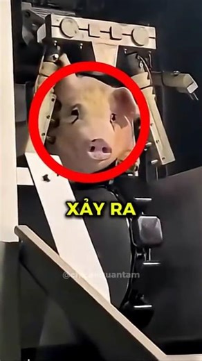 Why do pigs "laugh" when they are knocked unconscious?