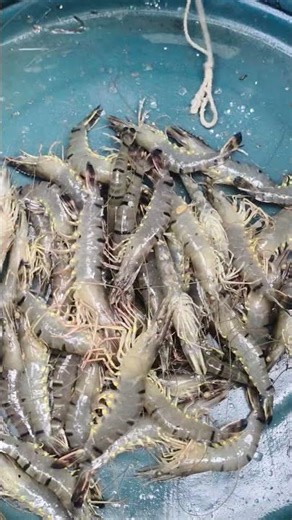 Storing Fresh Tiger Prawns in Drum – Full Process