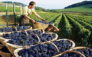 【Noal Farm】如何生产数以百万计的葡萄树？葡萄加工！How to produce millions of vines Grape Seedlings