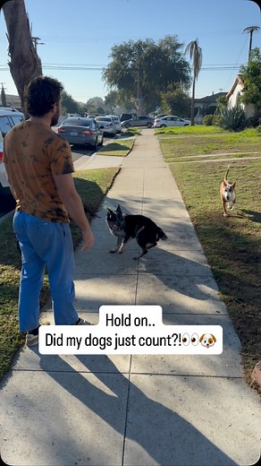 5.1K views · 2.2K reactions | Dogs are a lot smarter than we give them credit for. They pick up patterns, rhythm, timing… and sometimes it really does make you wonder: Are dogs capable of counting? What do you think? 易 #dogtraining #doglover #dog #dogtrainer #mansbestfriend | Dogfather Dog Institute | Facebook