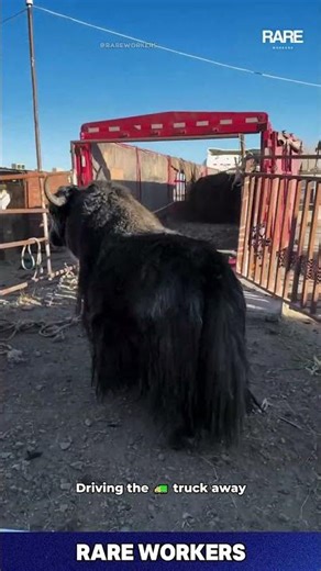 They Push Them INSIDE?! 😲 Loading The Yaks?! 😂 #yaks