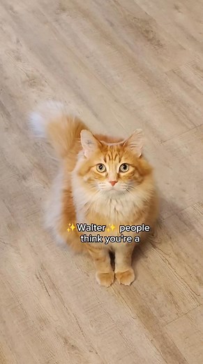 37K views · 2.1K reactions | He's not round, he's triangular  #catstagram #catlover #cat #catpaws #catsofinstagram #cats_of_instagram #cats #catloversclub #cats_of_world #catlife #pets #kitten #orangecats #cute #cutecats #funny #walterthecatt | Walter the Catt | Facebook