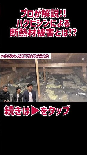ハクビシンによる断熱材被害とは？ #駆除ザウルス