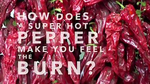 How does capsaicin in spicy food affect your body? An all new series, The Quick and the Curious, premieres with two episodes back to back starting at 10p! | Science Channel