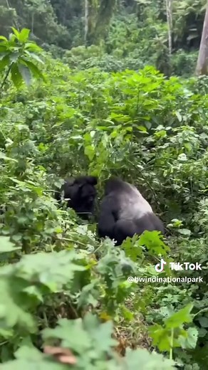 Gorilla Mating Habits in Bwindi Impenetrable National Park