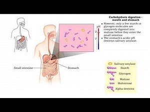 Carbohydrate digestion - mouth and stomach & pancreas and small intestine