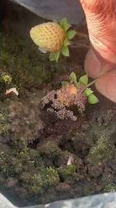 HOW TO TAKE CARE OF STRAWBERRIES 🍓| DEALING WITH ANTS #strawberry #agriculture #farming