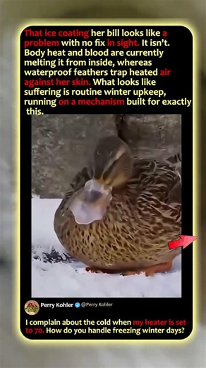 This Duck Has A Built-In DEFROSTER! 🦆 #Nature #funny #Wildlife
