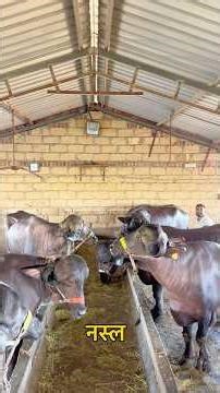 50 टॉप जफराबादी भैंस को फार्म पर फीड में क्या खिलते है #priyankadinudairyfarm