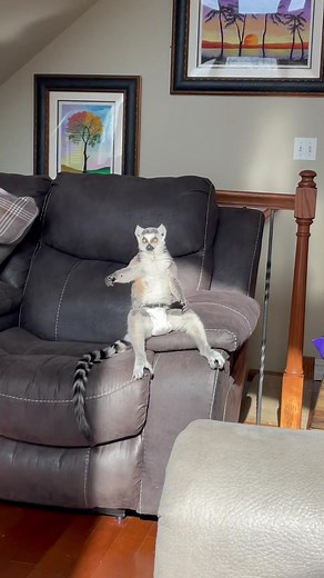 Lemur Sunbathing: Clover's Sunny Delight | Exotic Pets