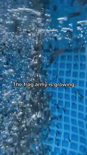 Wait for the end... it’s not a threat... i promise. Or is it? 😊 #frogarmy #tadpoles #pool #nature #fyp