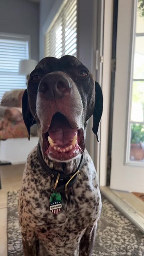 Wyatt the GSP: The Chaos-Causing Doggy