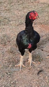 Kagar breeding female @royal_aseel_mumbai 9930249706 | Royal Aseel Farm Mumbai