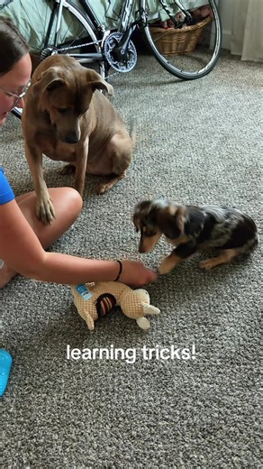 Training Our Dachshund Puppy: Adorable Tricks