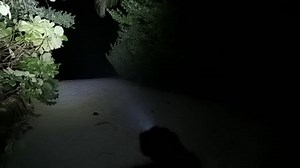 mini keychain flashlight