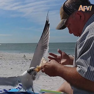 My week in review. 😂😂😂 | AFV Classics