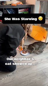 Her kittens were missing 😢 #cat #cuteanimals #barncats #catlover #catsofinstagram | Baby and Blue