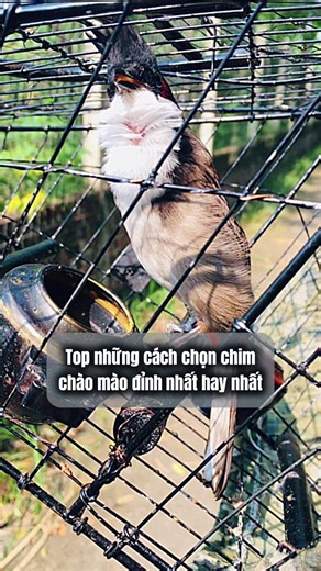 Top những cách chọn chim chào mào đỉnh nhất, hay nhất