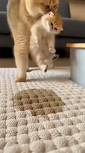 beautiful cat 🥰 #cat #catvideos #funny #cartoon #cute #shorts#explore