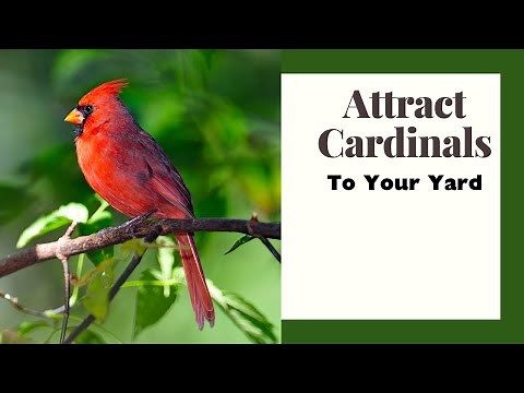 All About the Northern Cardinal and Creating Backyard Habitat For Them